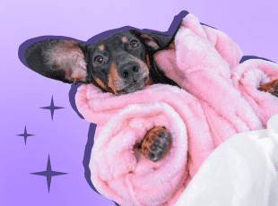 Glamorous Doggo in a pink fur coat 